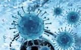 新冠病毒基因扩增