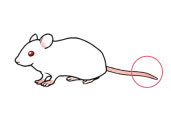 美格生物的鼠尾基因型鉴定***