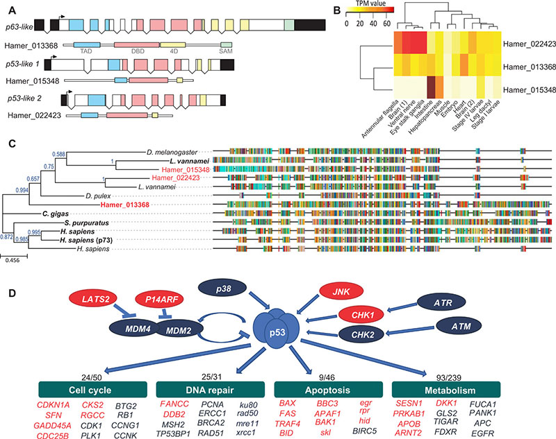 龙虾基因组中p53家族成员的基因结构、表达和系统发育