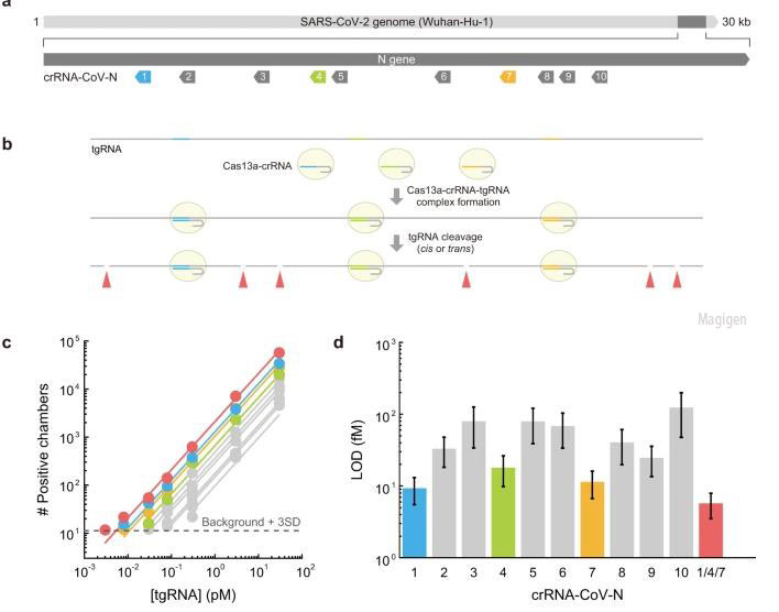 CRISPR Cas13结合光刻机技术, 实现快速病毒检测