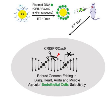 突破！用纳米粒子递送CRISPR Cas9质粒对内皮细胞进行基因编辑