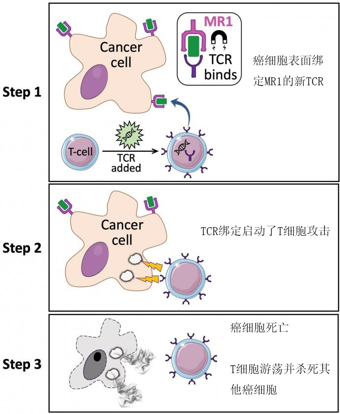 T细胞受体万能钥匙在多种癌症类型中起作用