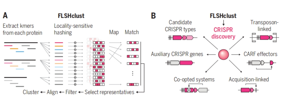 Nature: 利用大数据算法发掘新型CRISPR Cas系统