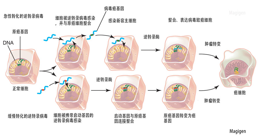 逆转录病毒/逆转录酶/反转录酶/RT酶逆转录感染过程图解，美格生物