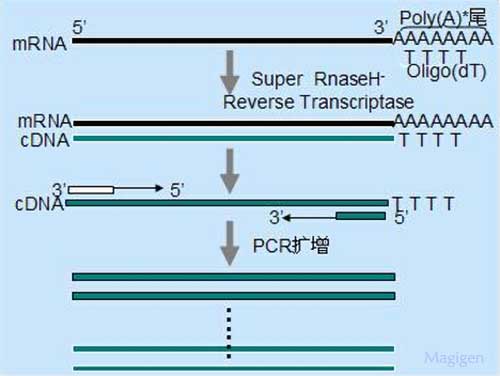 逆转录PCR/RT-PCR的原理、实验步骤和参数设置