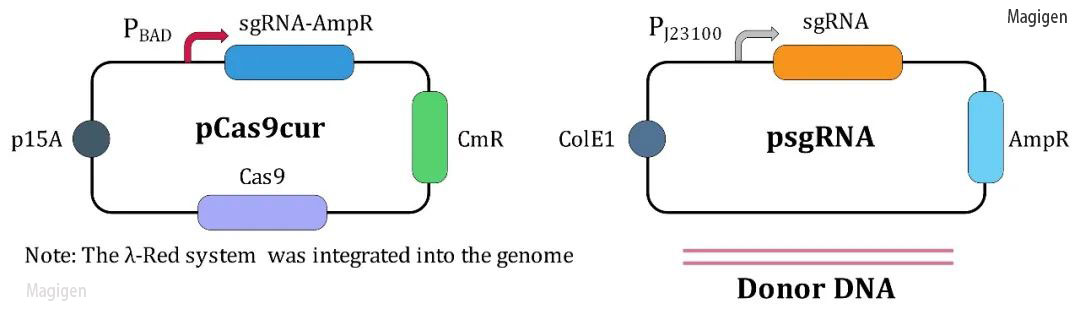 CRISPR Cas9原版基因组编辑系统