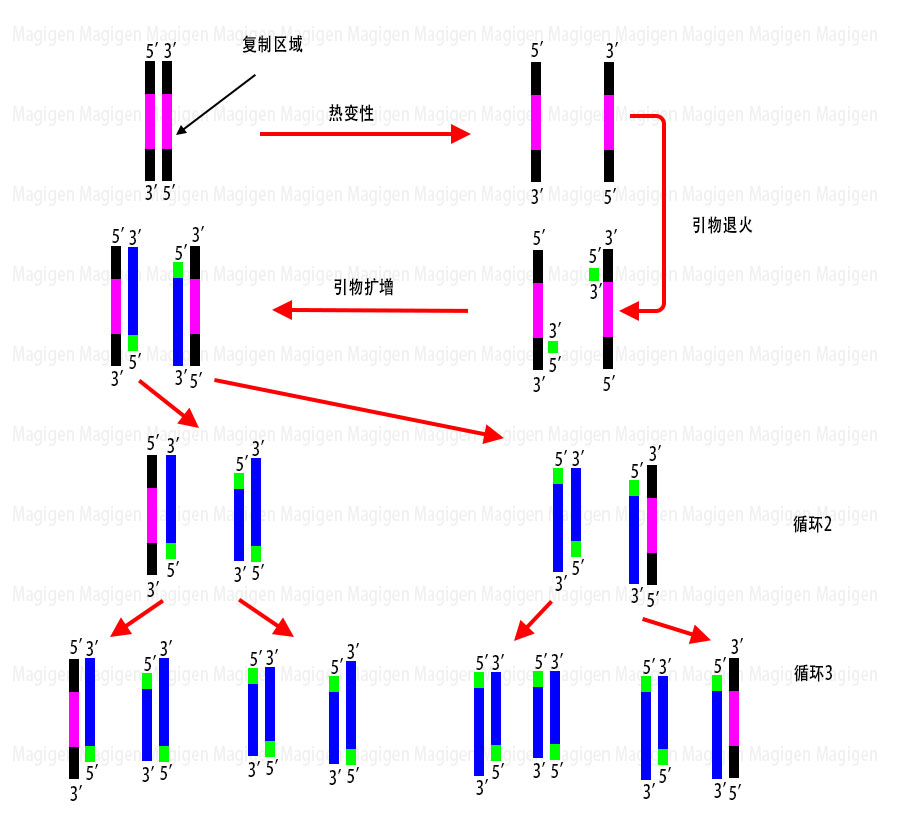 逆转录PCR、RT-PCR实验从入门到精通