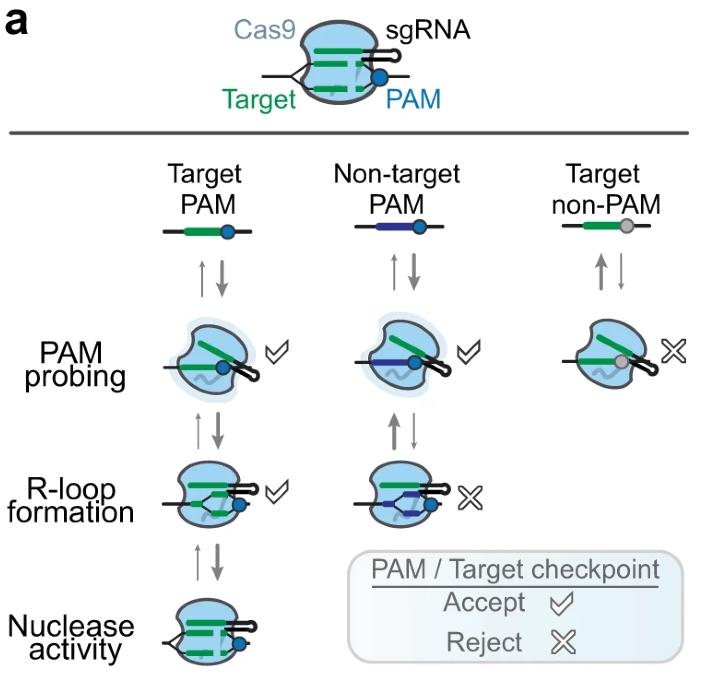 CRISPR技术与无PAM核酸酶的研究