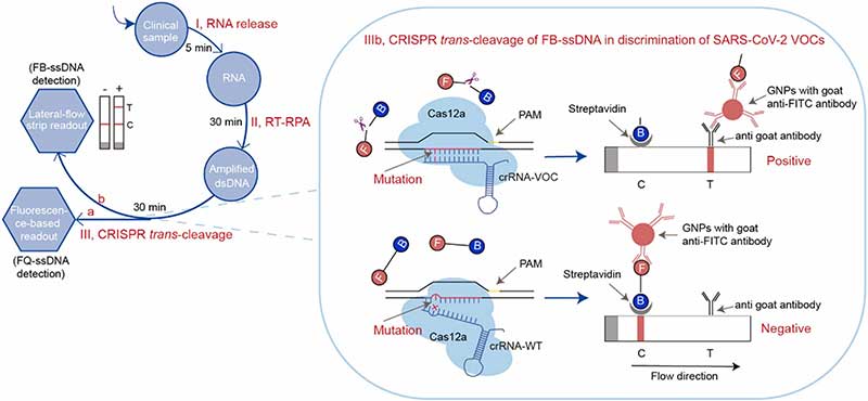 中科院深圳先进院开发基于CRISPR-Cas12a的新冠突变提检测技术