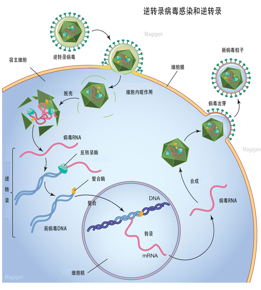 逆转录病毒/逆转录酶/反转录酶/RT酶逆转录过程图解，美格生物