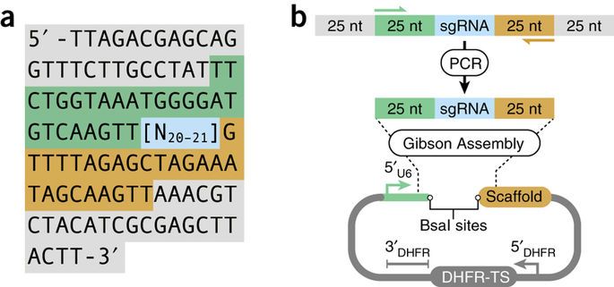 用CRISPR-Cas9为基础的全基因组技术筛选弓形虫