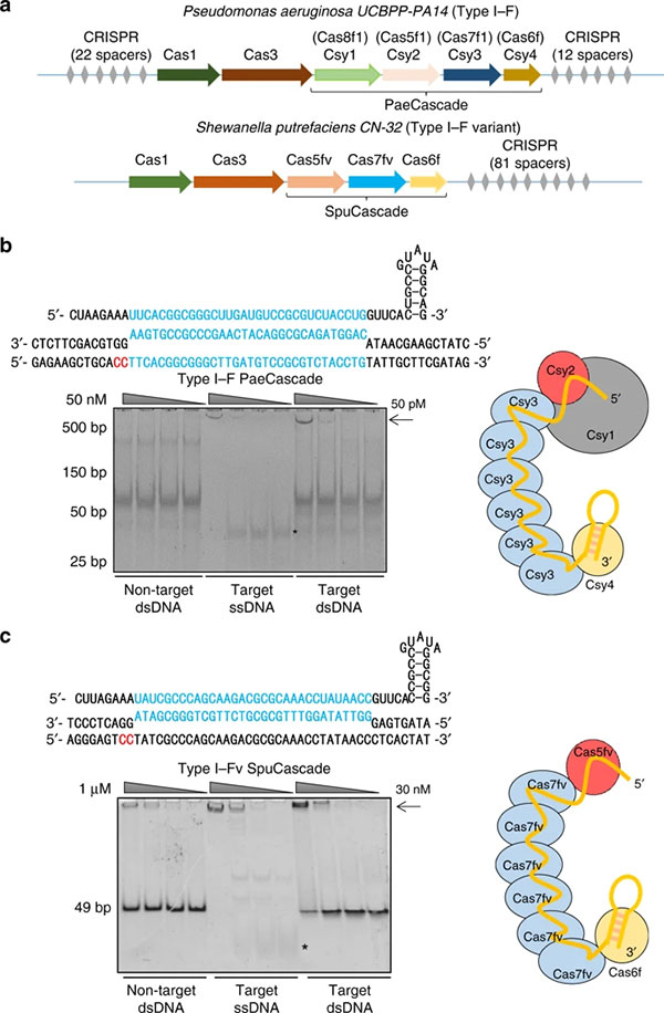 Repurposing type I–F CRISPR–Cas system as a transcriptional activation tool in human cells
