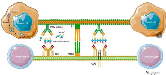 TCR-T细胞结构示意图