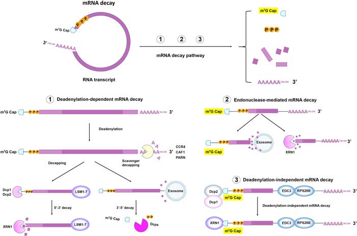 mRNA衰变的机制.jpg