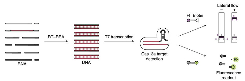 CRISPR Cas13a结合恒温扩增技术进行病毒检测与实战验证
