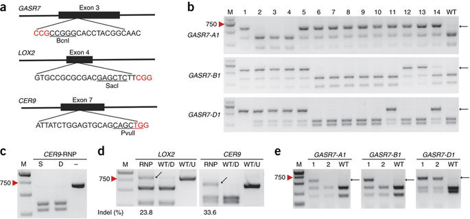利用CRISPR/Cas9蛋白对面包小麦进行基因组编辑PCR策略