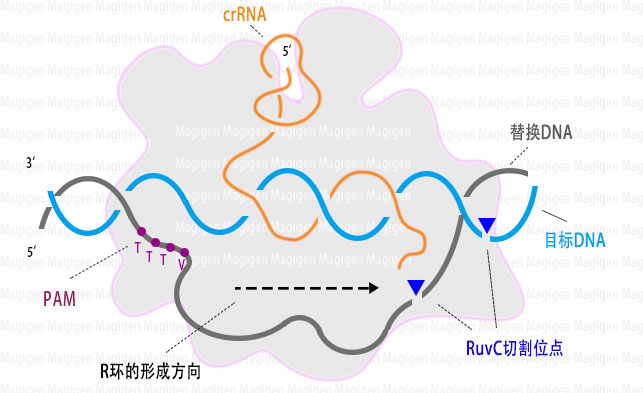crispr cas12a切割原理、工作原理、cas12a蛋白结构域