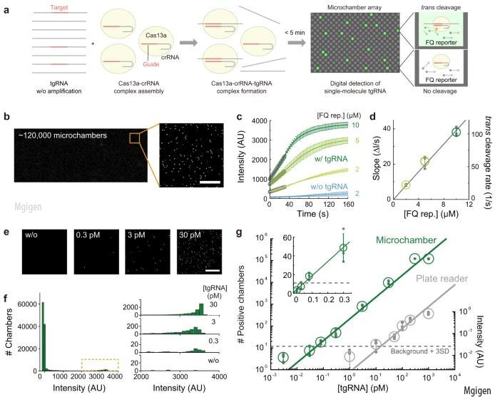 无需扩增的CRISPR Cas13蛋白 RNA检测技术