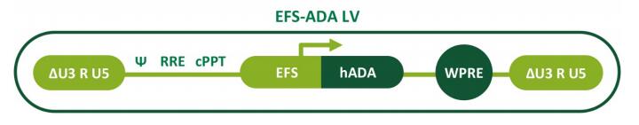 基因治疗ADA-SCID病毒载体EFS-ADA LV结构图