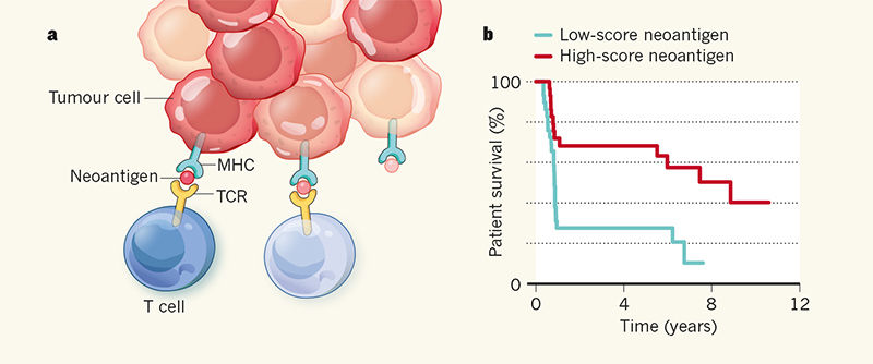 T细胞发现肿瘤细胞的原理图