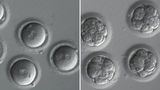 embryo-main.jpg
