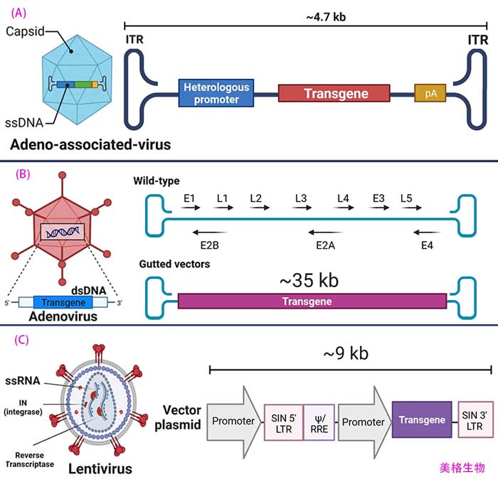 CRISPR/Cas介导的基因治疗中使用的天然递送系统一:AAV-AdV-LV载体