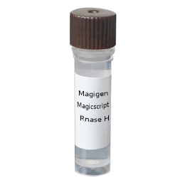 Magigen核酸内切酶H | Rnase H（E.coli） 250-核糖核酸酶H价格