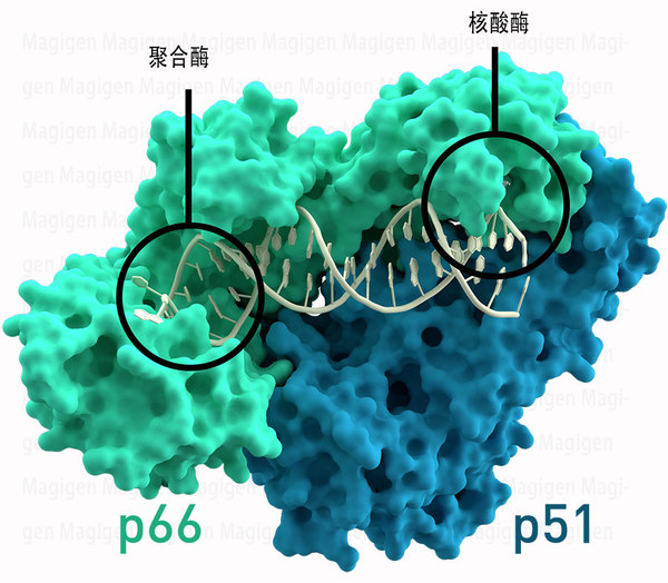 RT酶、反转录酶、逆转录酶晶体结构，美格生物