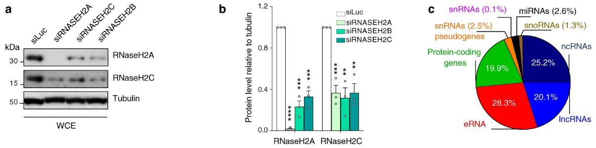 核糖核酸酶RNase H2分解共转录R环以防止DNA断裂和炎症发生