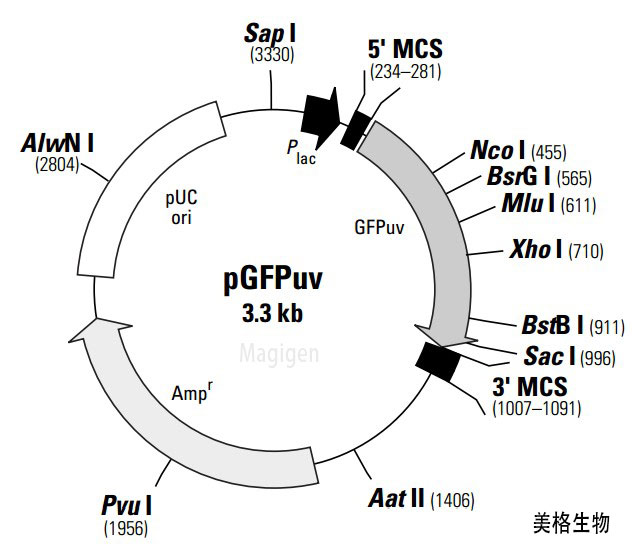 逆转录酶/RT酶/RT-PCR/pGFPUv质粒载体结构图