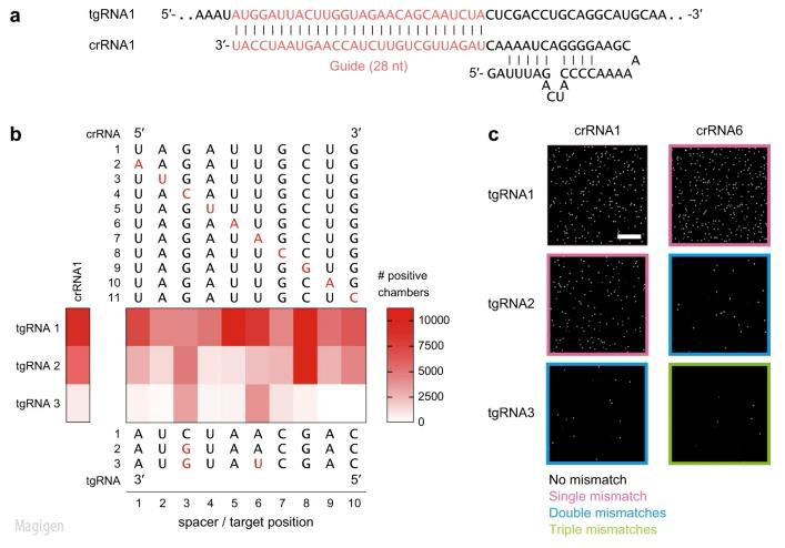 无需扩增的CRISPR Cas13蛋白 RNA检测技术