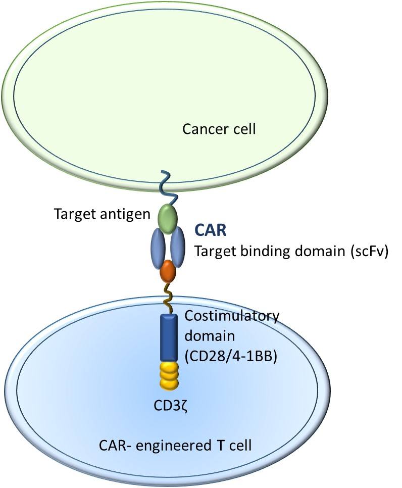 晚期甲状腺癌的CAR-T细胞疗法