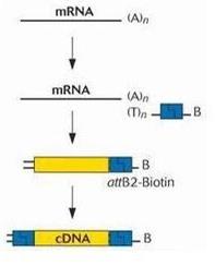 PCR原理2.jpg