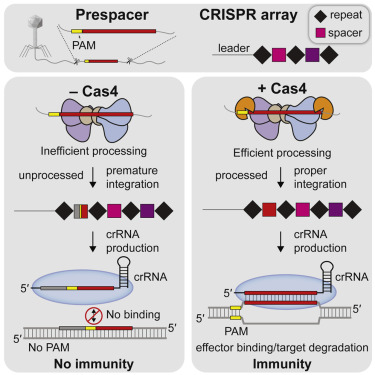 以Cas4为基础的预间隔过程确保了CRISPR阵列编程的精准