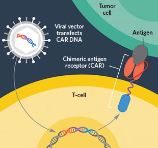 腺病毒增强CAR-T细胞对抗转移性头颈部肿瘤的能力