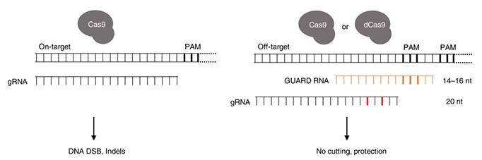 CRISPR GUARD用短gRNA保护脱靶位点