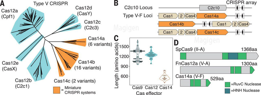 crispr cas14a蛋白基因结构图、系统发育图