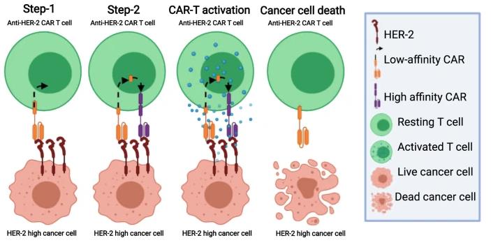 CAR-T细胞利用两步识别机制特异性识别并杀死表达高水平HER-2的癌细胞