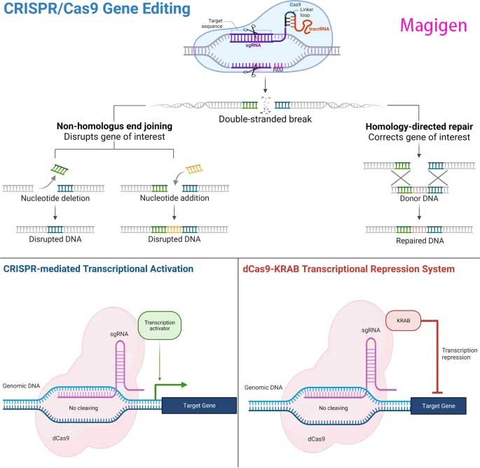 基因编辑CRISPR/Cas系统中Cas9/Cas12/Cas13结构特点 - 美格生物，领先的IVD分子检测技术提供商！