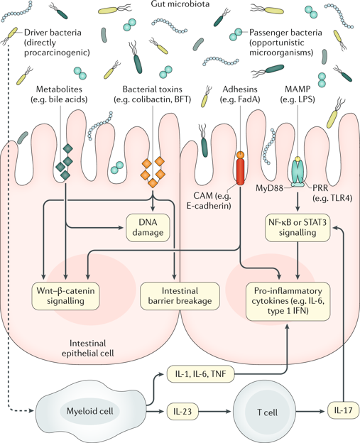 肠道菌群在结直肠癌中的作用机理和临床应用