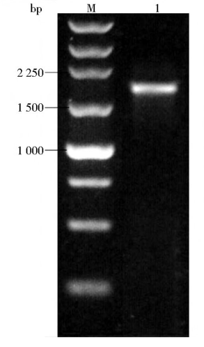 BST酶/Bst DNA聚合酶大片段基因PCR产物, PCR结果