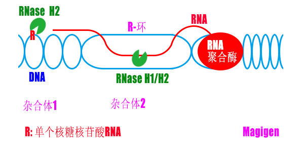 RNase H1/RNase H2处理RNA-DNA杂合体