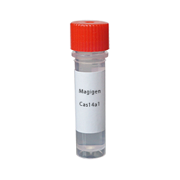 Magigen CRISPR/Case14蛋白-Cas14a1(Cas12f) 1000p-CRISPR基因编辑技术-北京上海广州大优惠-美格生物