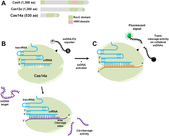 Cas14蛋白：CRISPR-Cas14a对单链DNA具有顺式切割和反式切割活性