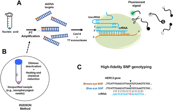 CRISPR Cas14蛋白：用于高保真ssDNA检测的DETECTR-Cas14检测技术
