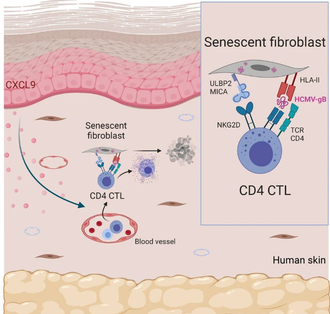 Cell：哈佛大学发现人体清除衰老细胞新机制，可让皮肤更年轻