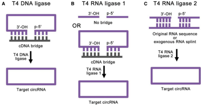 T4连接酶合成环状RNA的策略.png