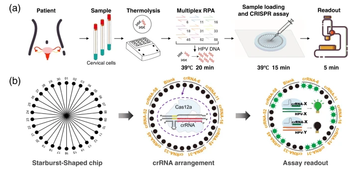 利用CRISPR Cas12a蛋白和微流控空间编码技术实现多重核酸检测