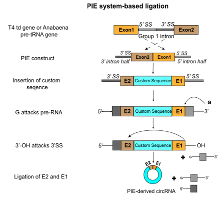 PIE法制备环状RNA的原理.png