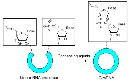 体外化学合成环状RNA.png